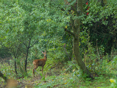 Roe deer wild animal in the garden summer time