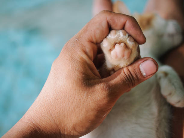 istock petting lazy cute cat 1467798293