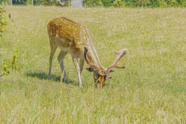 Roe deer wild animal in the garden summer time Roe deer wild animal in the garden summer time love roe deer stock pictures, royalty-free photos & images