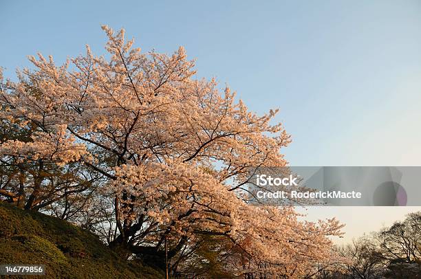 Cherry Blossom Baum Stockfoto und mehr Bilder von Fotografie - Fotografie, Horizontal, Japan