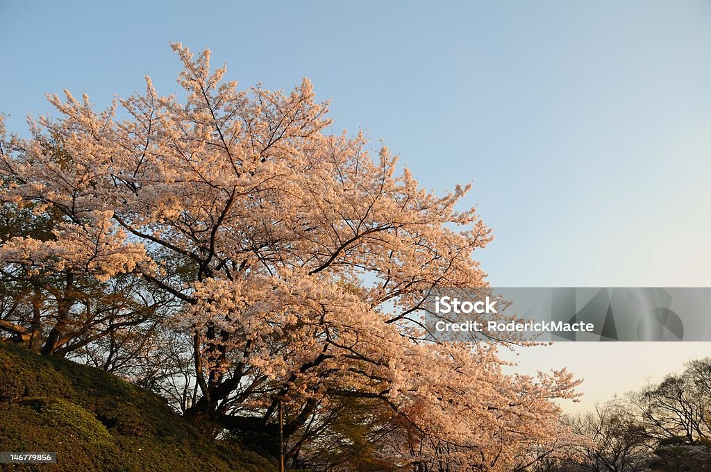 Árvore de flor de cerejeira - Foto de stock de Cidade de Quioto royalty-free