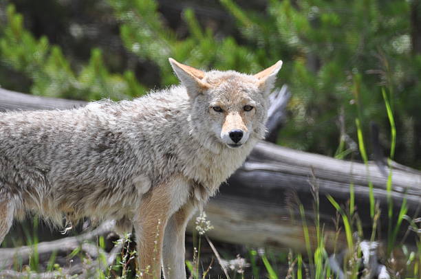 istock Coyote in the Wild 146779861