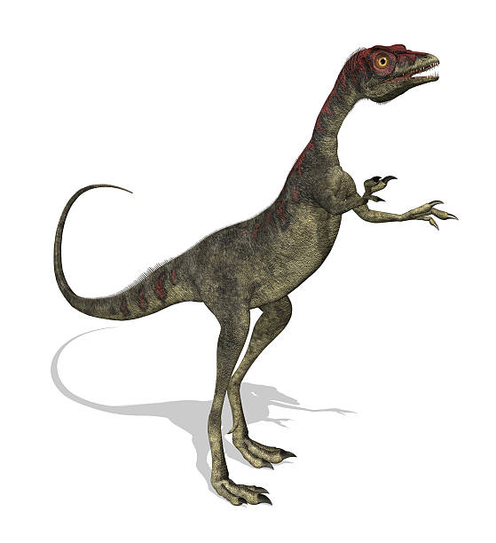 Compsognathus Dinosaur stock photo