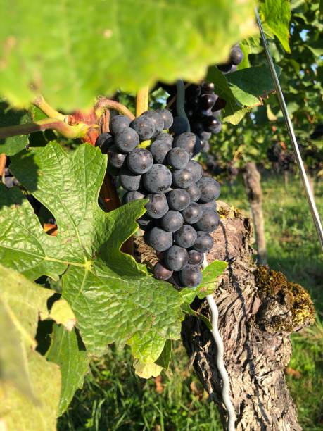 istock Ripe grapes for red wine on a vine 1467800030