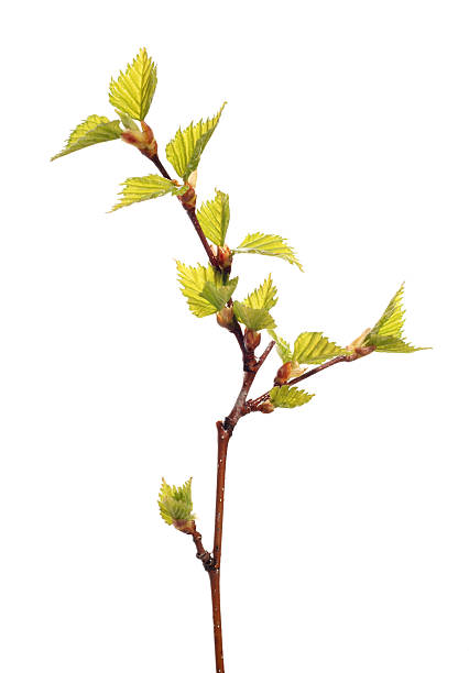 istock birch branch with new  green leaves 146780099