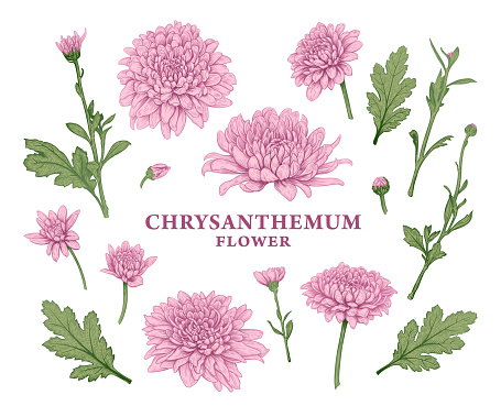 Set of hand drawn luxurious pink Chrysanthemum flowers. Vector illustration of plant elements for floral design. Colored sketch of flowers isolated on a white background. Beautiful bouquet of Chrysanthemums