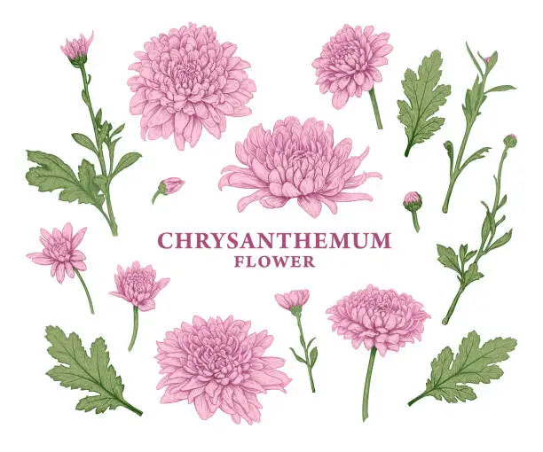 Vector illustration of Chrysanthemum flower sketch 3