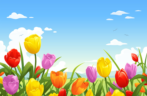 A beautiful meadow with blooming tulips under a bright blue cloudy sky. Vector illustration with space for text.