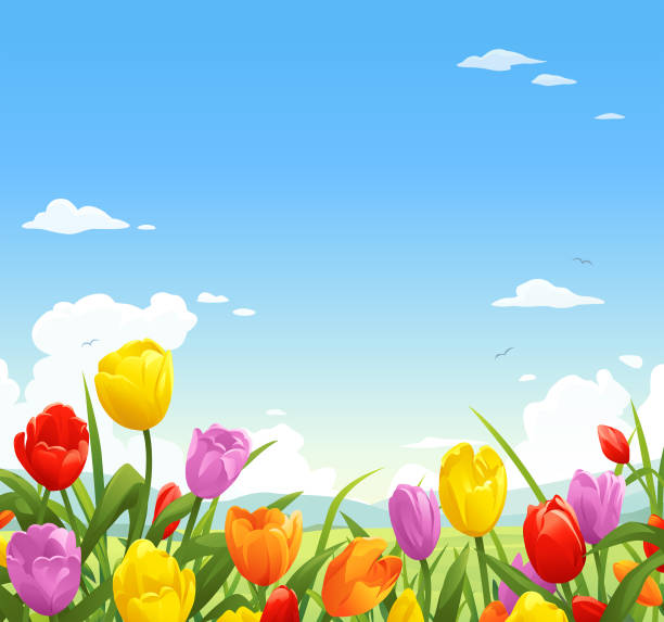 illustrations, cliparts, dessins animés et icônes de prairie avec des tulipes colorées - tulip field flower cloud