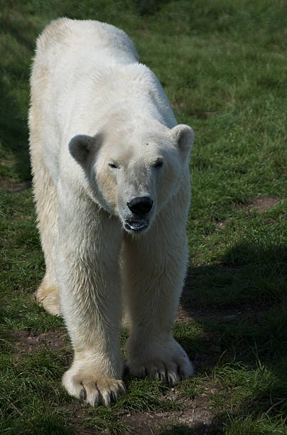 Polarbear walking on grass stock photo