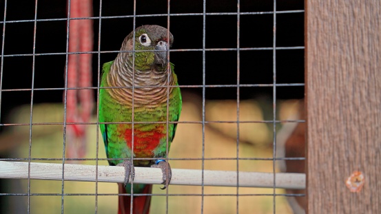 Young parrot in bright plumage sits on a crossbar next to a grate in a locked room and looks with curiosity at what happens outside the cage. Bird in captivity in a zoo with a lonely fate.