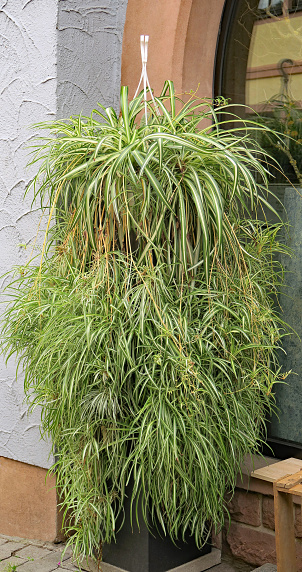 Chlorophytum comosum (Grünlilie), known as spider plant.