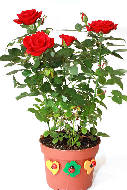 istock Velvet scarlet rose in a flowerpot. 146780449