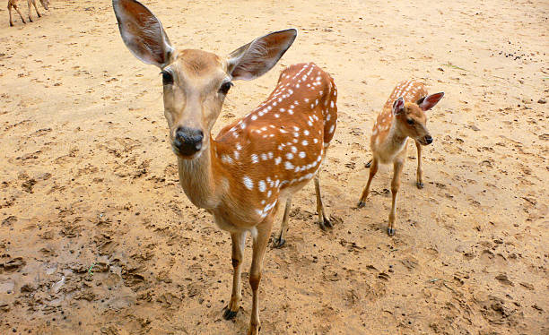 istock deer mother and baby 146780453