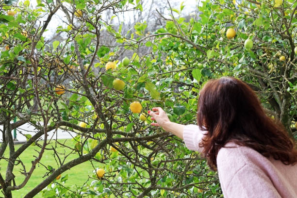 una donna che raccoglie un limone da un albero - close up women horizontal citrus fruit foto e immagini stock