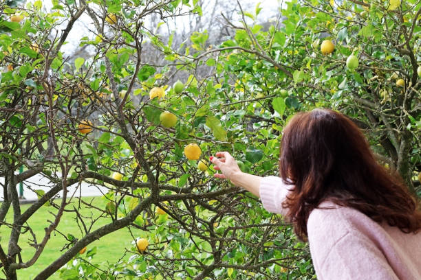 uma mulher que escolhe um limão de uma árvore - close up women horizontal citrus fruit - fotografias e filmes do acervo