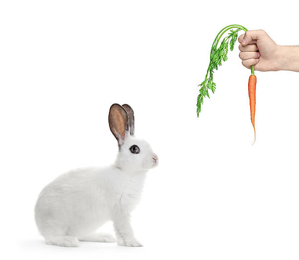 istock White rabbit and a hand holding carrot 146780622