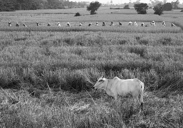 Asian Water Buffalo in a rice field with farmers harvesting stock photo