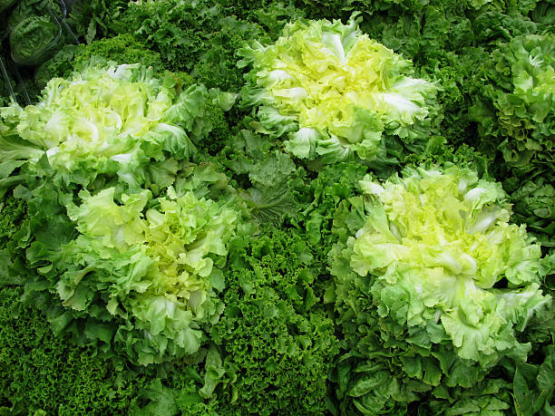 Beautiful heads of lettuce stock photo