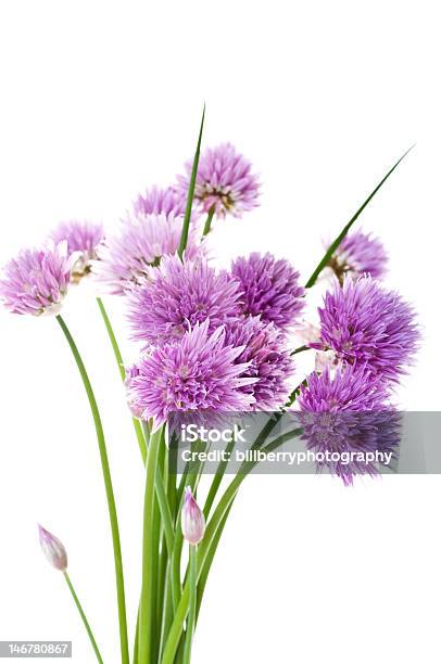 Recién Chives Allium Schoenoprasum Foto de stock y más banco de imágenes de Aderezo - Aderezo, Alimento, Cebolla