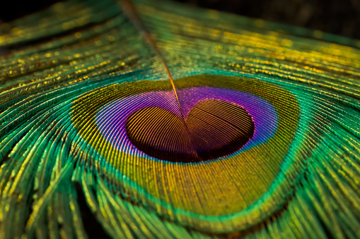 Close-up of beautiful peacock feathers.