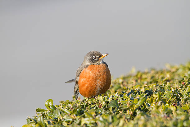 Robin On Bush Top stock photo