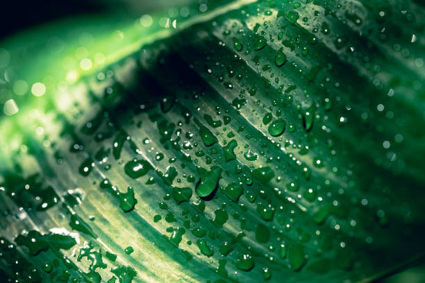 istock Fresh green banana leaf with water drop, Nature texture background 1467809579
