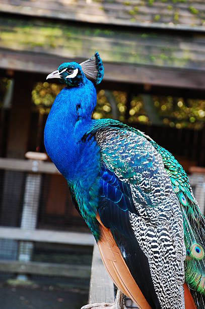 istock Proud male peacock 146781056