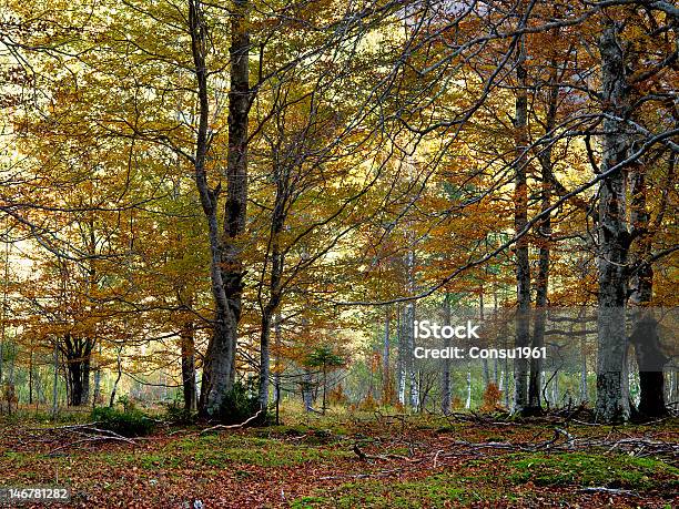 La Prairie De Ordesa Foto de stock y más banco de imágenes de Boscaje - Boscaje, Bosque, Haya