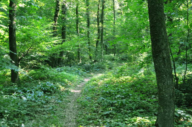 istock Beautiful green forest view. Soil path, trees nad bushes. 1467813017
