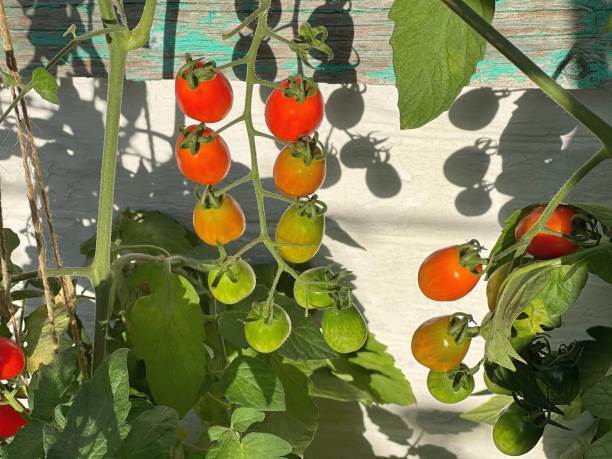 istock Tomatoes cherry in the vegetable garden. 1467813224