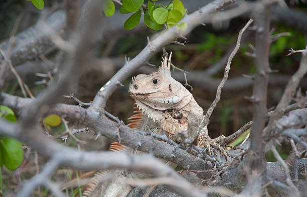 iguana hiding in the branches iguana hiding in the tree branches hoplocercidae stock pictures, royalty-free photos & images