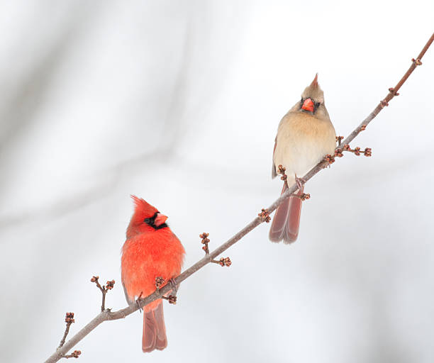 istock male and female cardinal 146781433