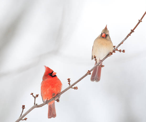male and female cardinal male and female cardinal perched on branch in winter female cardinal bird stock pictures, royalty-free photos & images