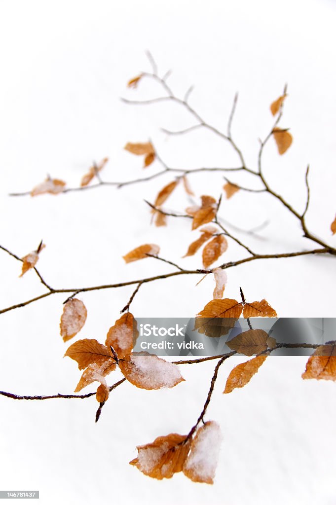 winter-Blätter - Lizenzfrei Ast - Pflanzenbestandteil Stock-Foto