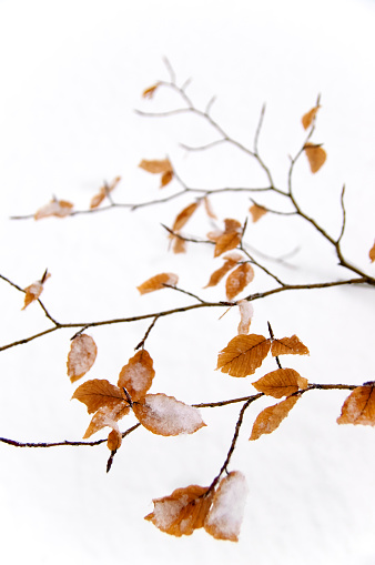 beech twigs with dry leaves covered with snow. white snow background