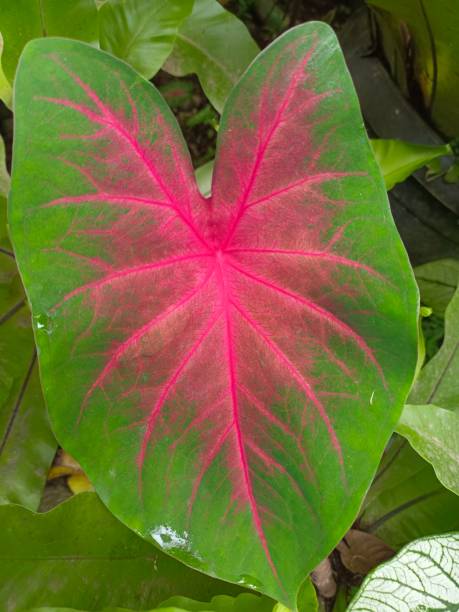 istock caladium bicolor leaf stock photo 1467816062