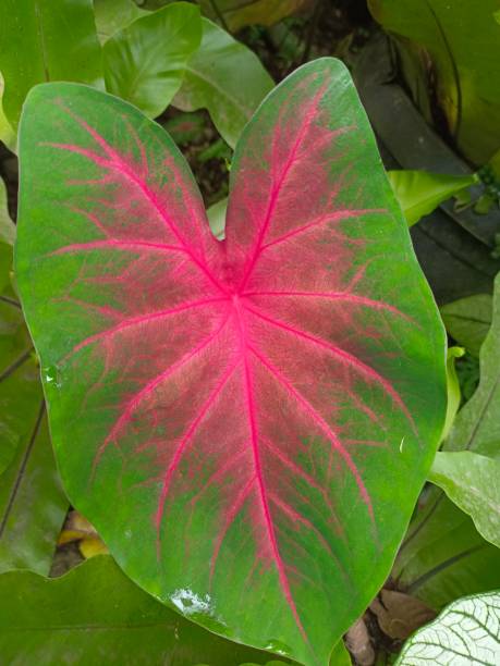 istock caladium bicolor leaf stock photo 1467816068