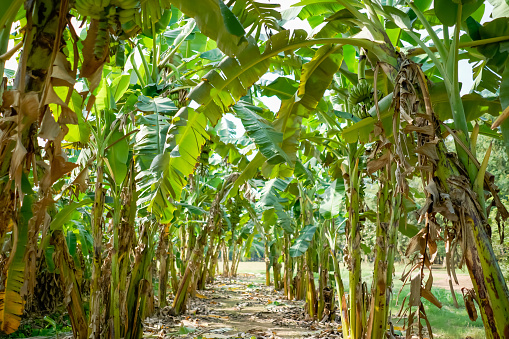 A real organic banana farm, a lot of Banana trees which have been arranged in a row under the afternoon sunshine.