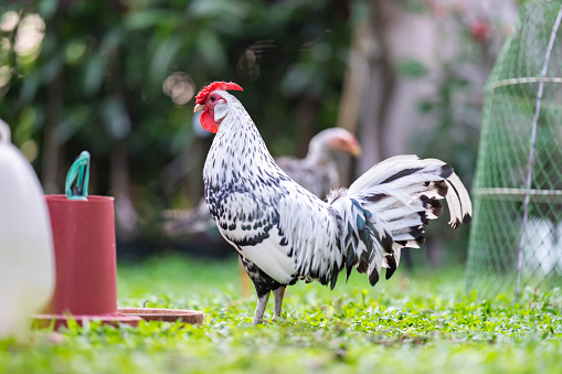 Hamburg Chick at the outdoor field in human home garden.