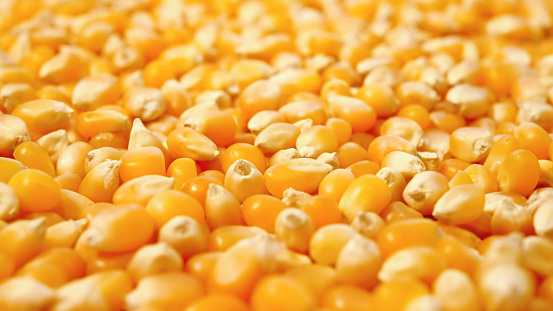 Raw corn.