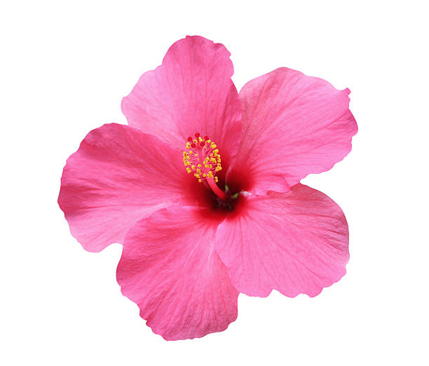 ibisco fiore isolato, percorso incluso - hibiscus single flower flower red foto e immagini stock