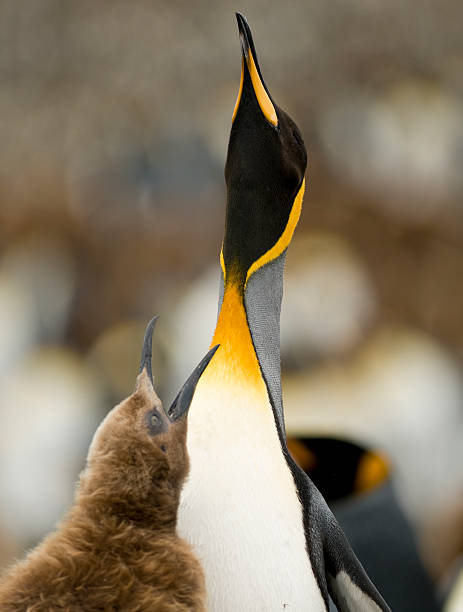 implorare per il cibo-pinguino reale - oakum foto e immagini stock