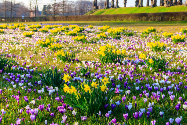 istock Purple crocus flowers and yellow daffodils on the lawn at spring 1467818287