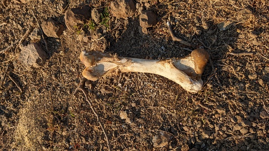 Cow skull of leg in the forest