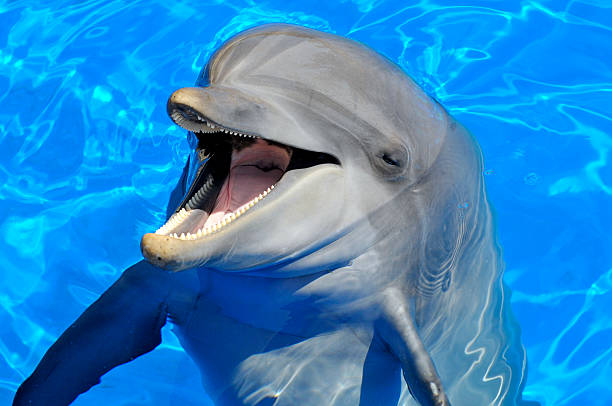 istock Head of  bottlenose dolphin 146781983