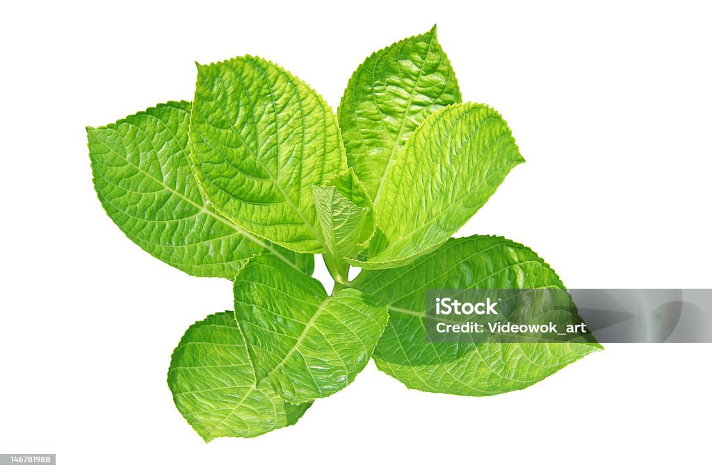 New leaf new hydrangea leaf isolated on white background Branch - Plant Part Stock Photo