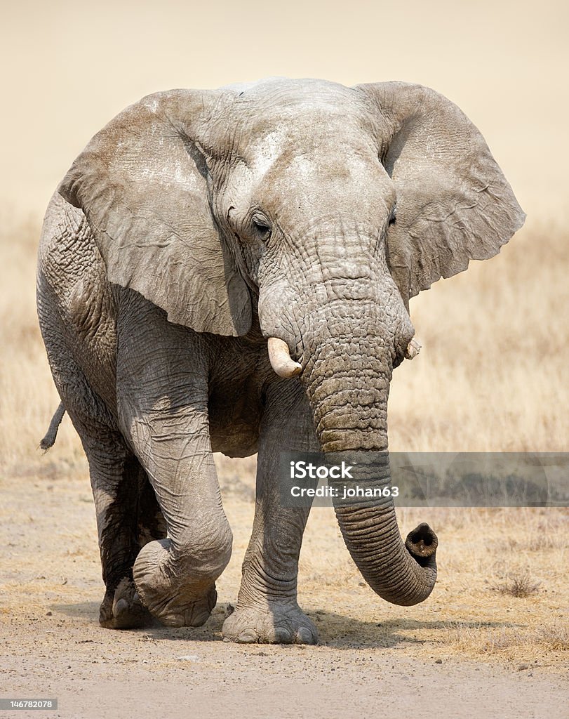 Elephant portrait Elephant approaching over grassy plains of Etosha African Elephant Stock Photo