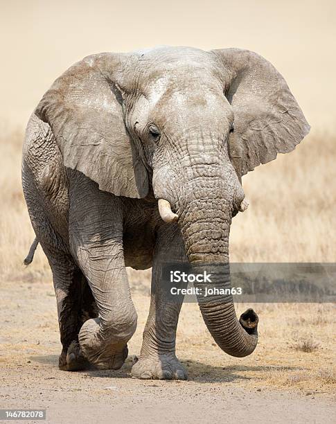 Elephant Portrait Stock Photo - Download Image Now - African Elephant, Approaching, Bull - Animal