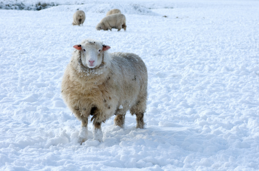 Snowy sheep on a cold winters day